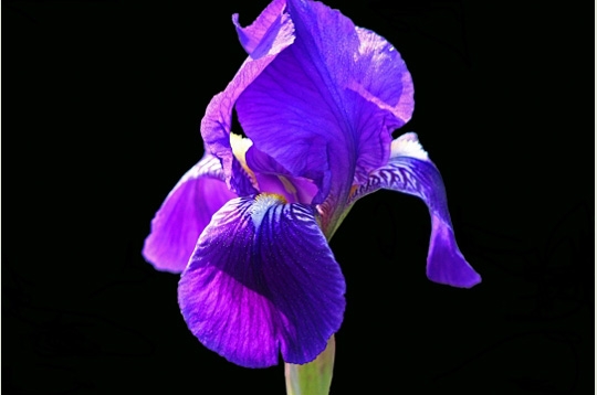 Iris du jardin