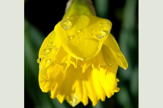 Rosée du matin