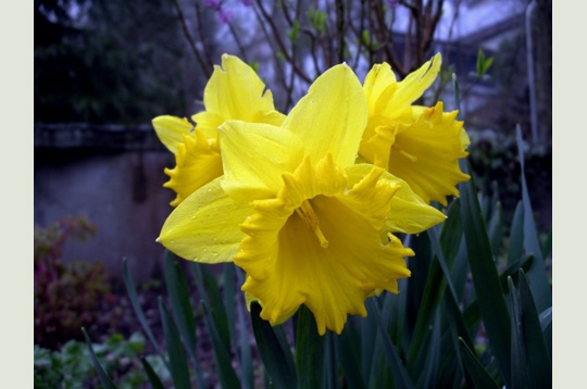 Jonquilles de Mirabelles