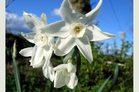 Narcisses et ciel breton