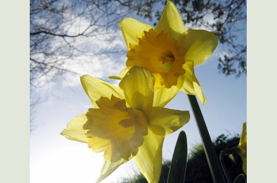 Jonquilles en contre-jour