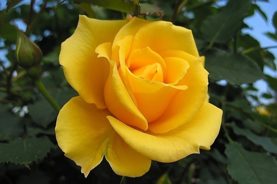 Rose jaune