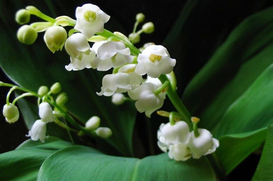 Le muguet, la fleur du bonheur