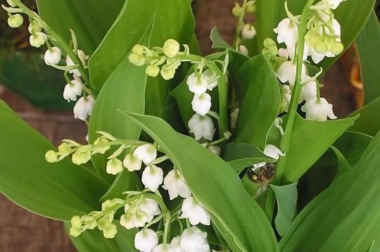 Muguet