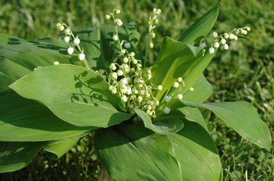 Muguet sauvage