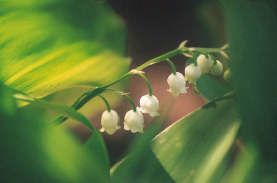 Muguet de mai