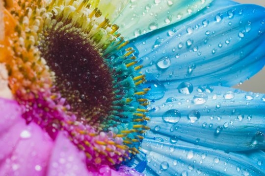 Coeur de Gerbera